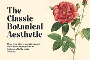 Fiontina A Display Typeface Font, a Serif Font by Dylla_studio (Thumbnail 5 of 9)