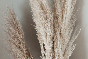 Pampas grass stock photo containing pampas and pampas grass