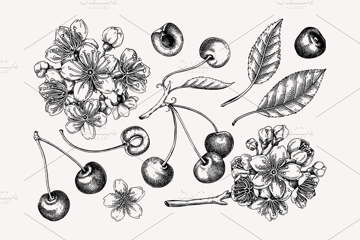 Vintage Cherry Blossom Vector Set, an Object Graphic by Yevheniia (Photo 5 of 9)