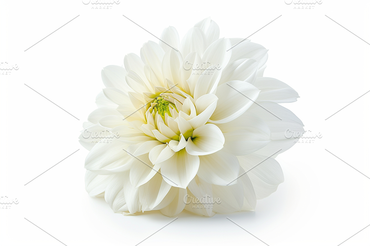 +1700 White background mega bundle, a Wallpaper Photo by Virgo Studio (Photo 9 of 21)