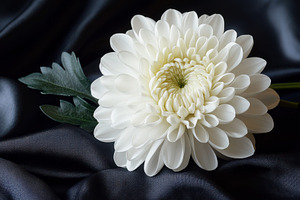 White Chrysanthemum on Black Silk El, a Background Photo by Pixeness Studio