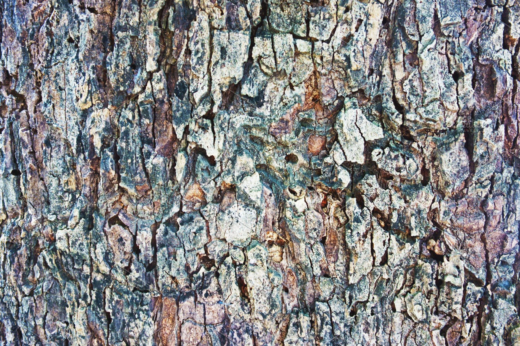 Bark texture containing texture, wood, and tree trunk