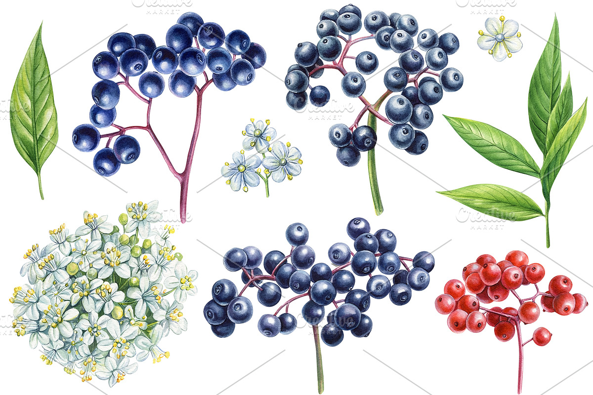 Fruits and berries, an Illustration by Hanna Hryharenka (Photo 2 of 16)