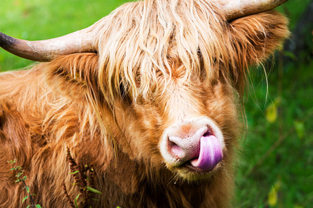 Funny hairy highland scottish cow featuring highland, cow, and scotland, an Animal Photo by MAnuta