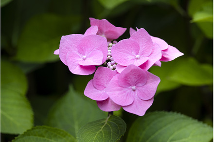 pink hydrangea flowers close up, a Nature Photo by Pakosta