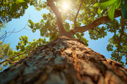 98 Trees view from below, a Nature Photo by Handmadefont (Thumbnail 94 of 98)