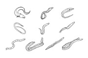 Eel Hand Drawn Illustration Set, an Animal Illustration by SLAB! Design (Thumbnail 2 of 3)
