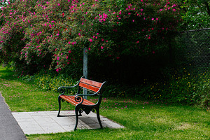 Wooden bench near blooming flowers in Reykjavik, Iceland on a sunny day, a Photo by AS photostudio