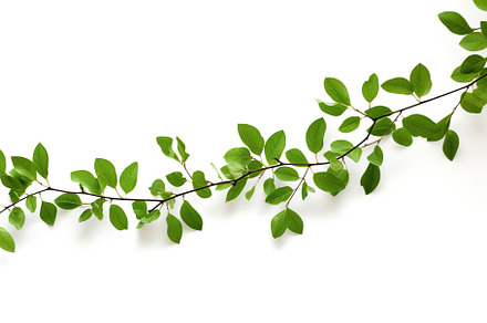 Branch with green leaves on white background, a Nature Photo by AlyaAnd