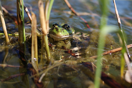 Green and brown frog, an Animal Photo by Irina