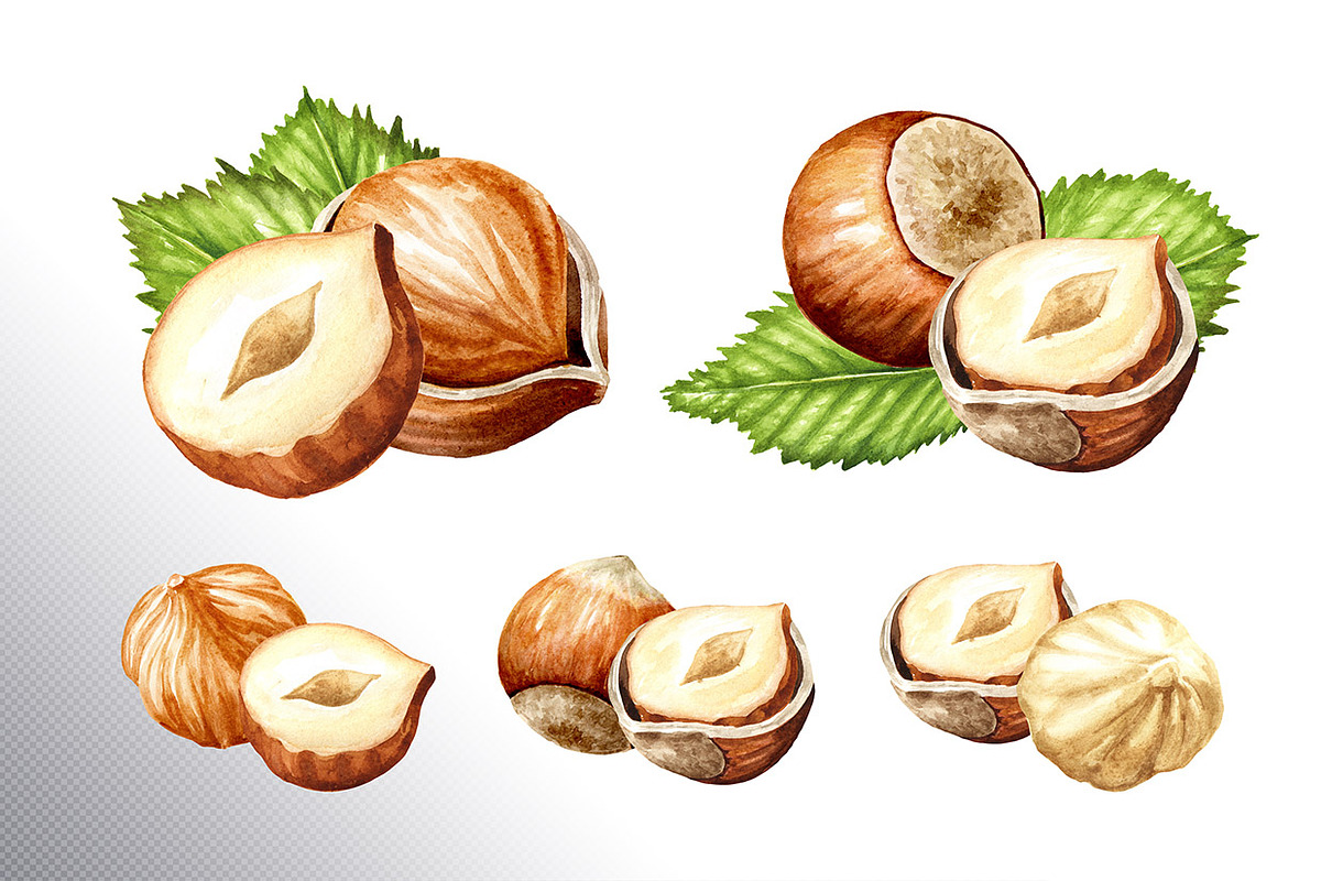 Huzelnuts. Watercolor collection, a Food Illustration by Daria Ustiugova (Photo 9 of 23)
