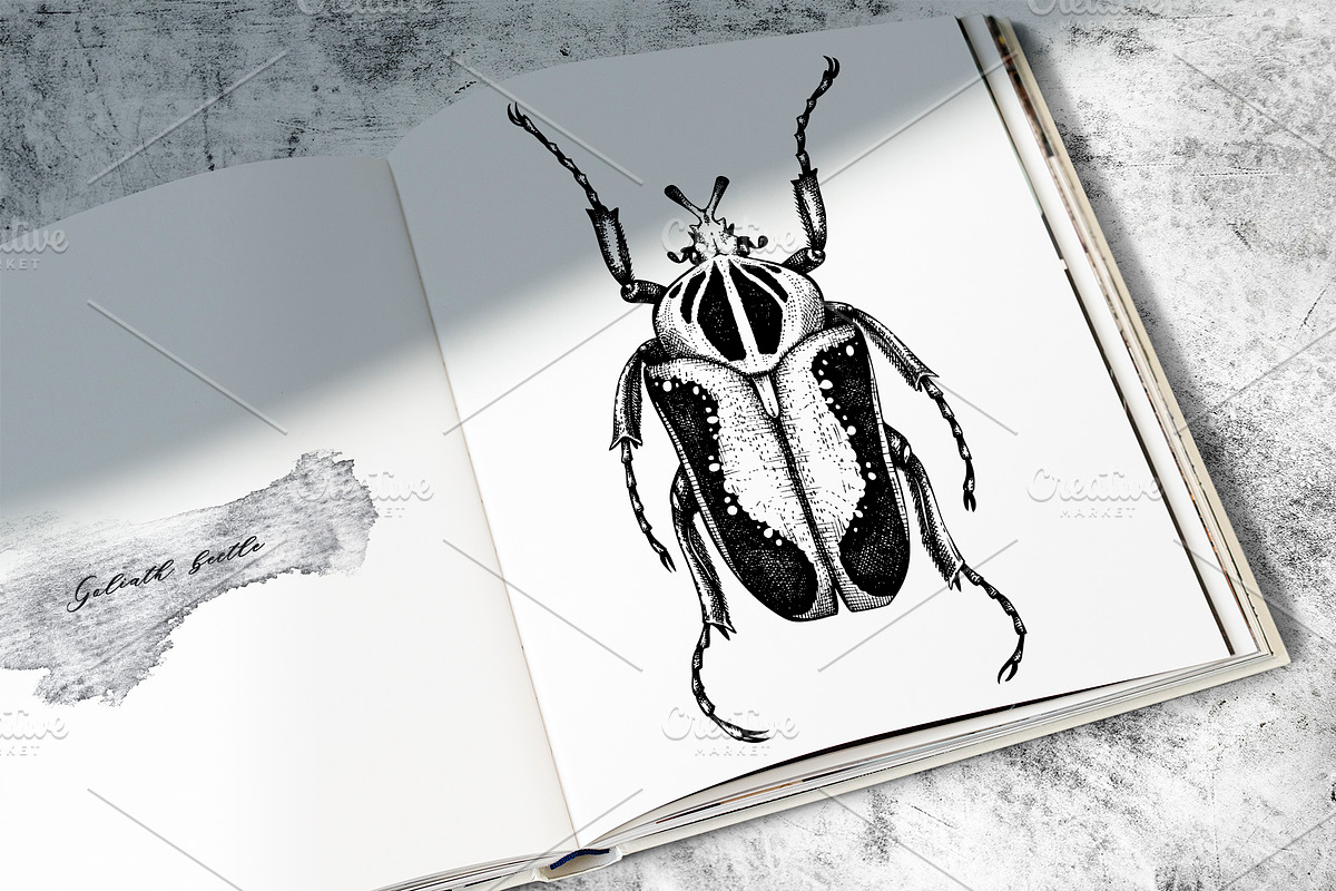 BUNDLE. Tropical Plants & Animals, an Object Graphic by Yevheniia (Photo 8 of 8)