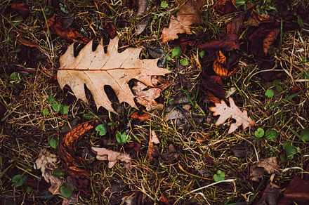 Dry leaves on the ground in autumn, cold weather and fall season, a Photo by Anneleven