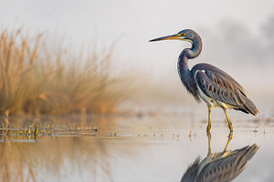 Bird stands in water during morning, a Photo by Beautiful things