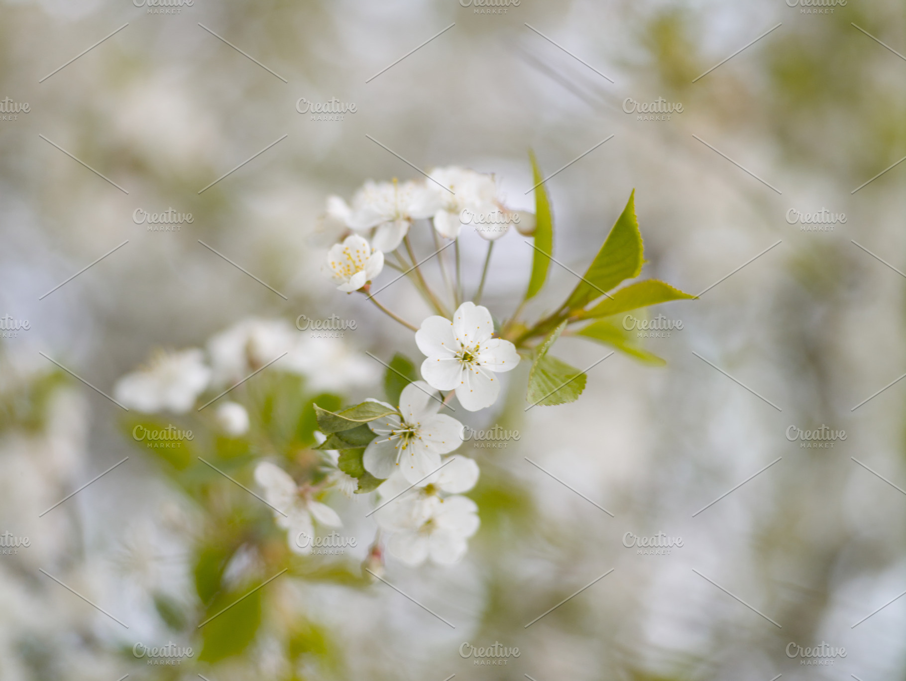 Blooming white cherry in spring day featuring blossom, flower, and white, a Nature Photo by oleghz