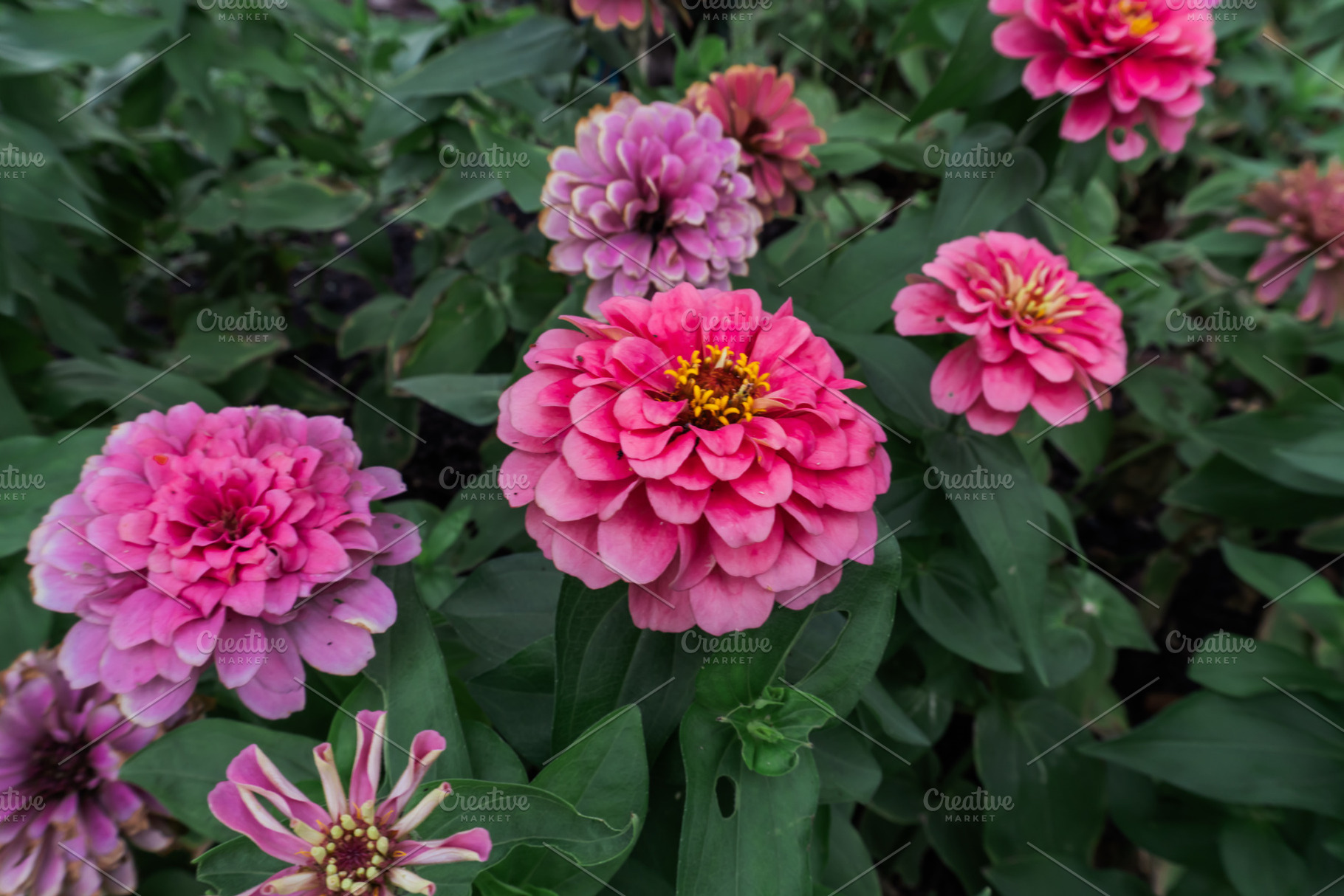 colorful pink flowers, a Nature Photo by AMMi