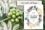 Exotic plant and fruit sketches set, a Food Illustration by Yevheniia (Thumbnail 4 of 11)