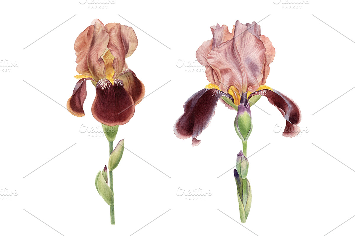 Irises set, a Decorative Illustration by Watercolor life (Photo 3 of 6)