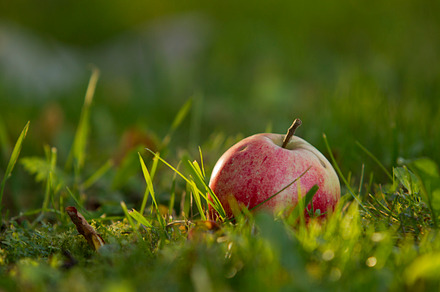 Apples on the grass featuring apple, earth, and grass preview 6