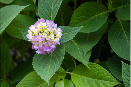 hydrangea flower among green leaves