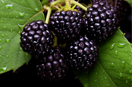 Fragrant Loganberry black berry, a Food & Drink Photo by Ylivdesign