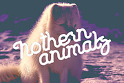 Rill Script, a Script Font by Newface (Thumbnail 3 of 6)