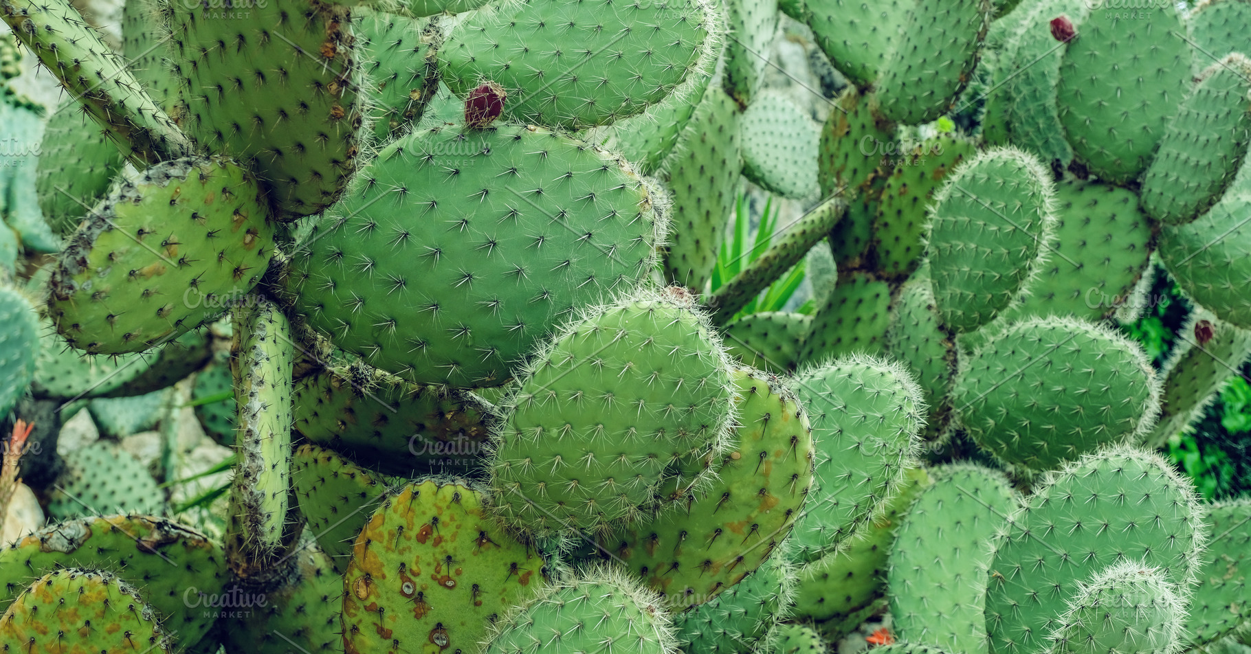 prickly pear cactus background, a Nature Photo by AlexZaitsev