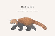 Red Panda Illustration – PNG, an Animal Illustration by LaurenFittonIllustration (Thumbnail 1 of 7)