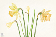 Watercolor narcissus, daffodils, an Illustration by GrafikBoutique (Thumbnail 3 of 3)