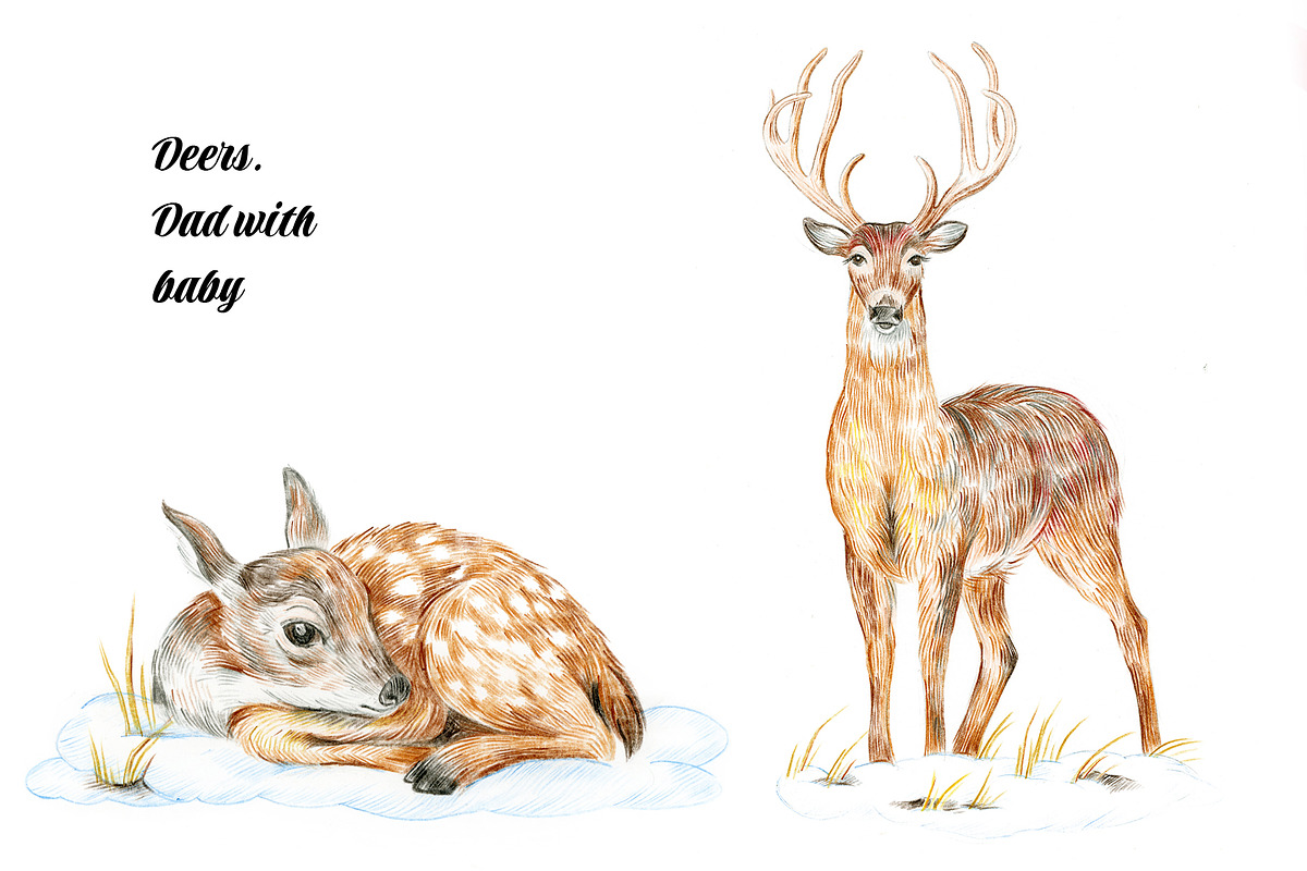 30 PNG images. Winter forest animals, an Animal Illustration by Art by Lady Natali (Photo 2 of 8)