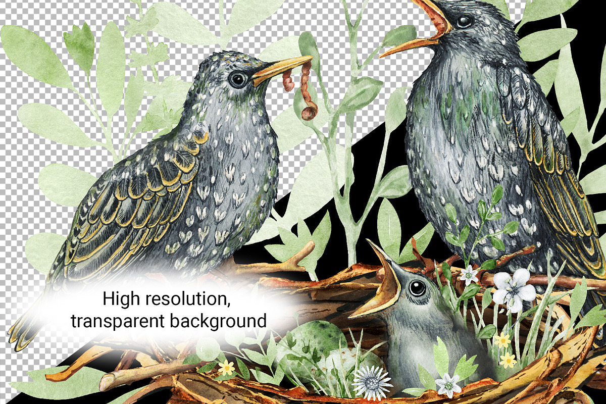 Starling family, spring bird, plants, an Animal Illustration by Artmanata (Photo 5 of 16)