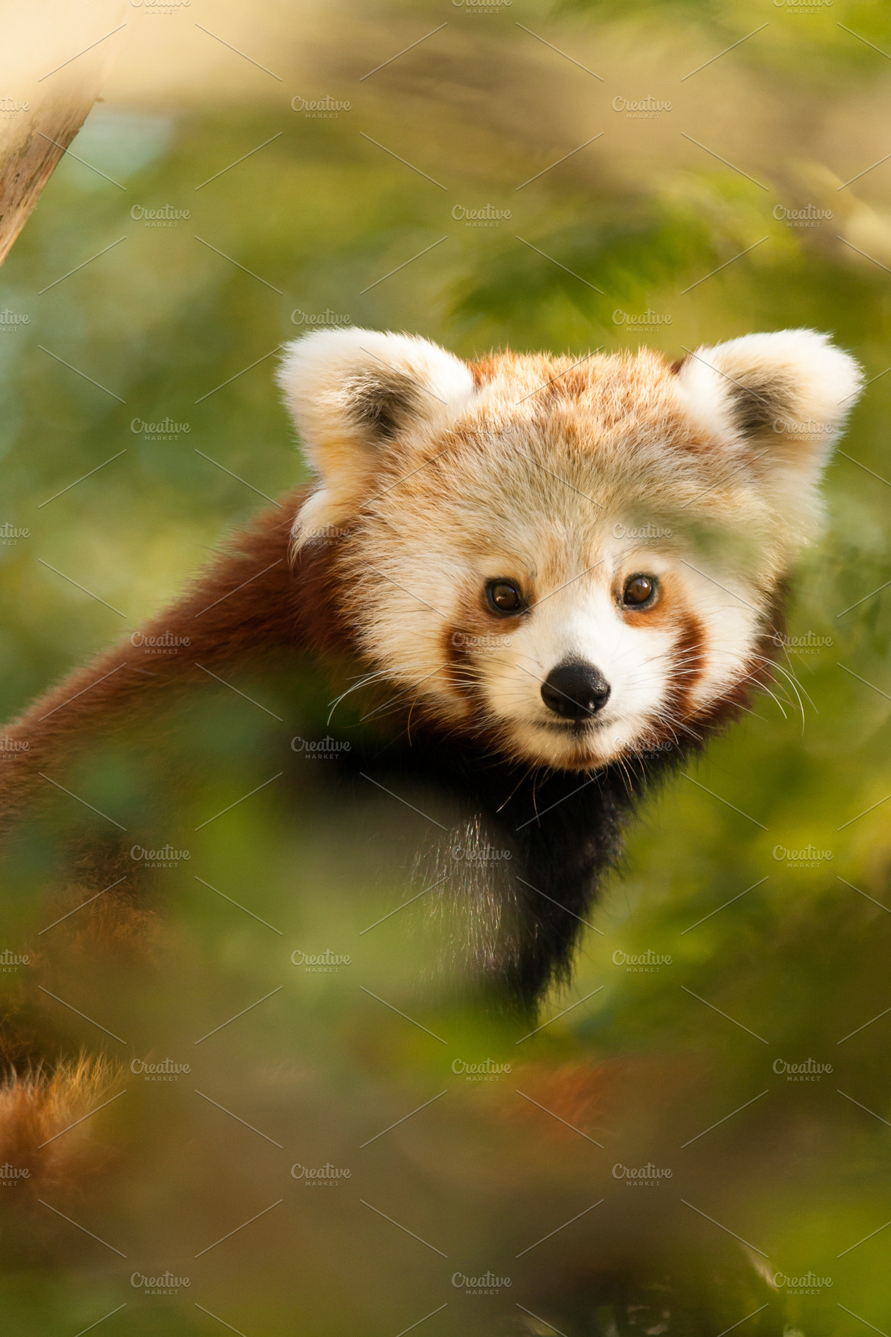 Red panda stock photograph