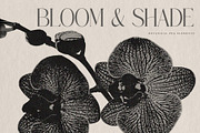Bloom & Shade Botanical PNG Elements, an Object Graphic by alonahaidash (Thumbnail 10 of 13)