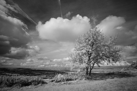 Infrared Lone Tree at Coaley Peak, a Nature Photo by Margaret Clavell