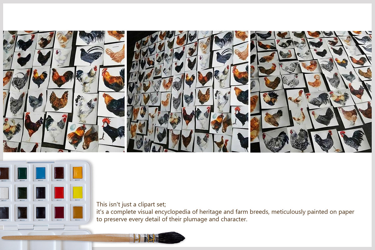 Watercolor Chicken Breeds Clipart, an Animal Illustration by FineArt (Photo 11 of 11)