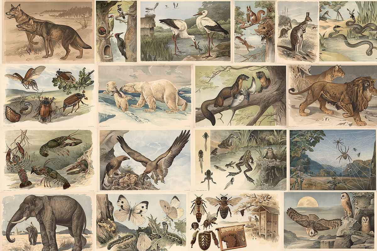Alfred Fiedler Täubler’s Animals, an Animal Illustration by Digital Museum (Photo 1 of 12)