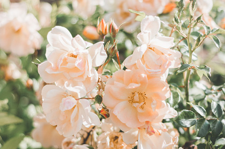 Pale Peach English Roses in Bloom, a Nature Photo by René Jordaan Photography