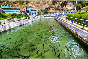 Trout fish farm at Ingenio in Junin, an Animal Photo by Leonid Andronov