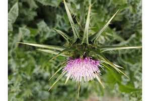 milk thistle flower side view, a Nature Photo by LogosDen