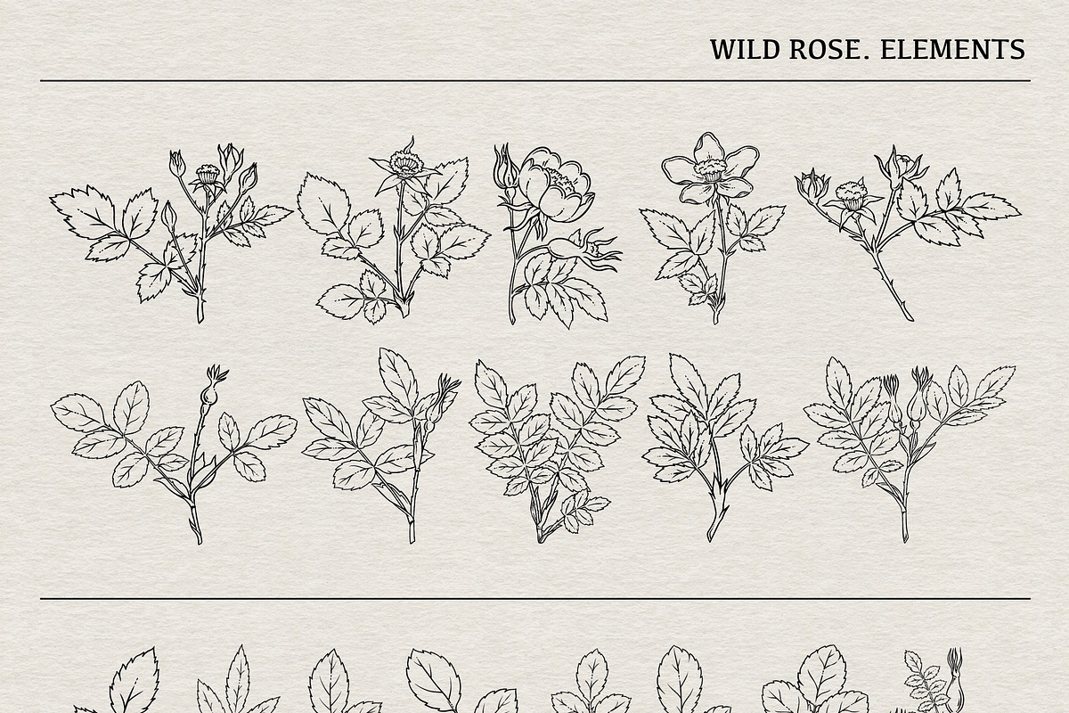 WILD ROSE lineart collection, a Decorative Illustration by heyXeni (Photo 4 of 7)