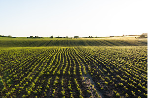 Elevated view of soybean plants, a Nature Photo by volodymyrshtun13795