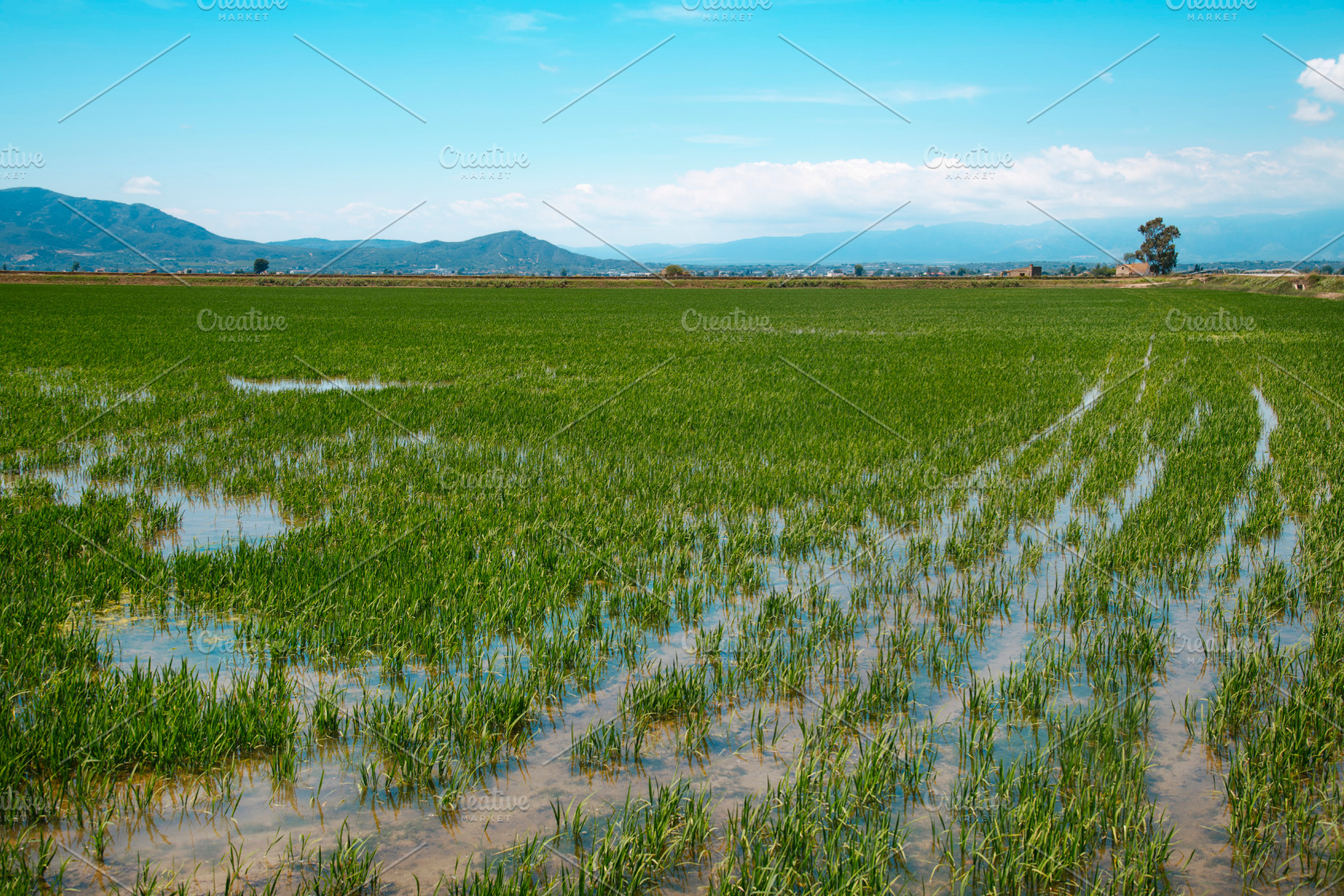 a waterlogged rice field in the Ebro Delta, a Photo by Nito