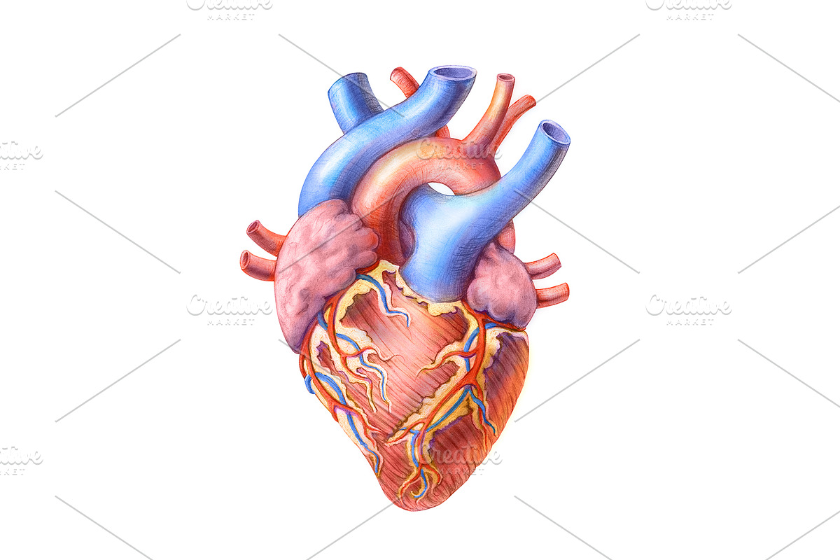 Human Organs Illustration Set, a Healthcare Illustration by Anna Repp Illustration (Photo 4 of 14)