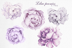 Lilac Peonies, Watercolor