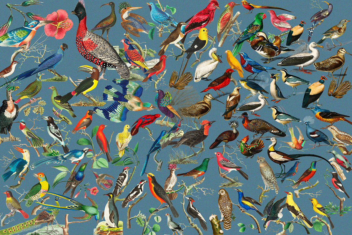 1150 Vintage Bird Illustratins, an Animal Illustration by Lilithcollageart (Photo 8 of 10)