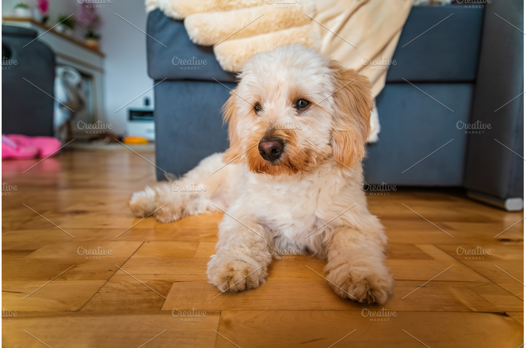Portrait of a Fluffy Maltipoo Puppy, an Animal Photo by MadPhotos