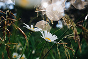 White spring daisies, a Nature Photo by Ana Dee Photography (Thumbnail 2 of 2)