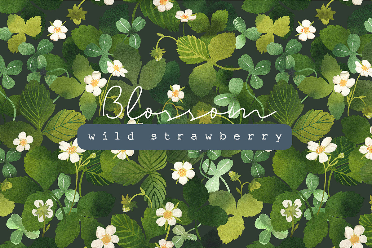 Blossom Wild Strawberry & Clover., an Illustration by Olga Bonitas (Photo 1 of 9)