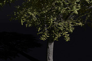 The American Elm Tree, a Plants & Tree 3D Model by FuturePastCreatives (Thumbnail 1 of 5)