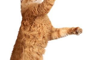 Adult ginger cat standing on hind legs and stretching upwards on, an Animal Photo by ndanko